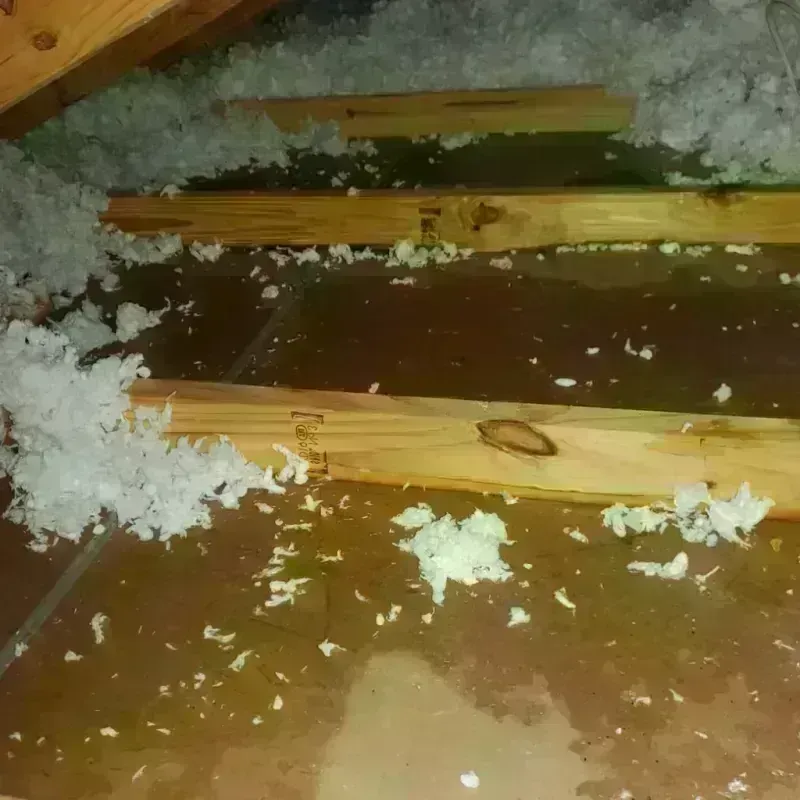 Best Attic Water Damage Service in Colona, IL