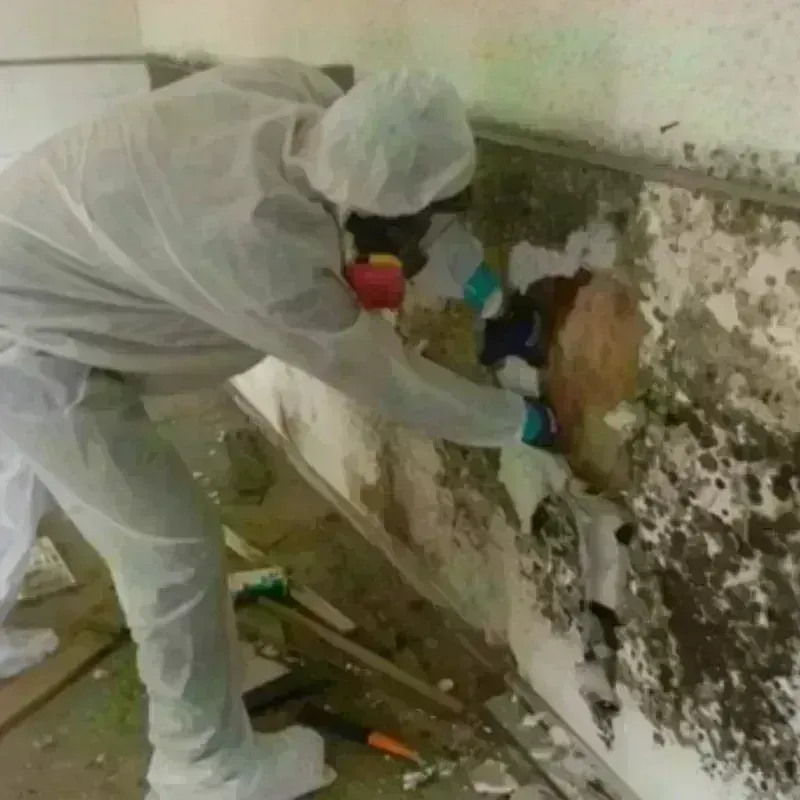 Mold Remediation and Removal in Colona, IL